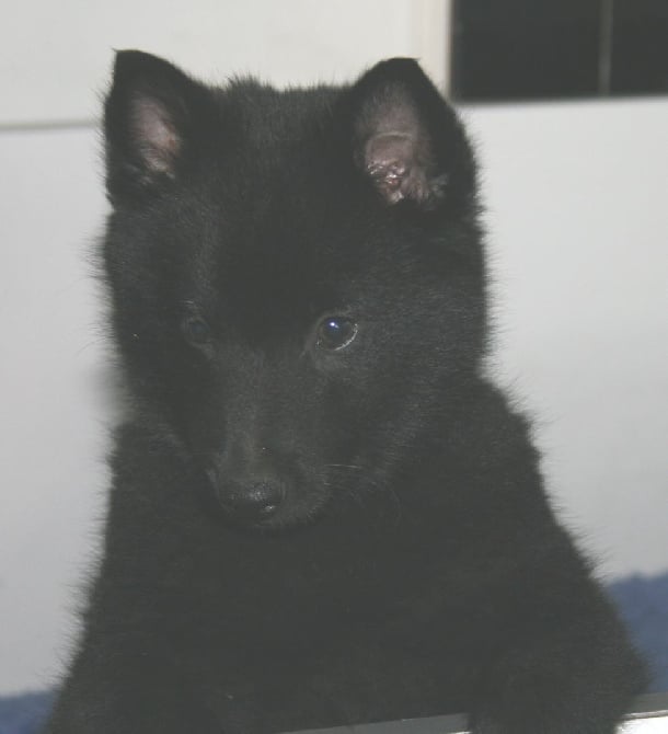 des perles noires - Plus de chiot disponible ....