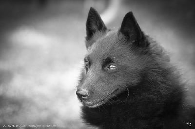 des perles noires - CACIB St Etienne