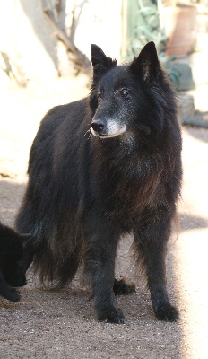 des perles noires - 17 ans déjà ....