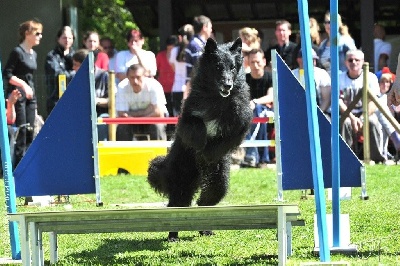 des perles noires - AGILITY