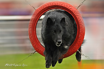 des perles noires - AGILITY