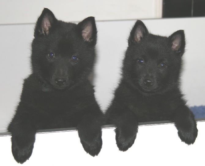 des perles noires - Chiots disponibles