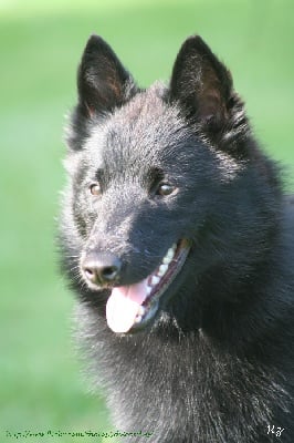 des perles noires - CACIB Poitiers