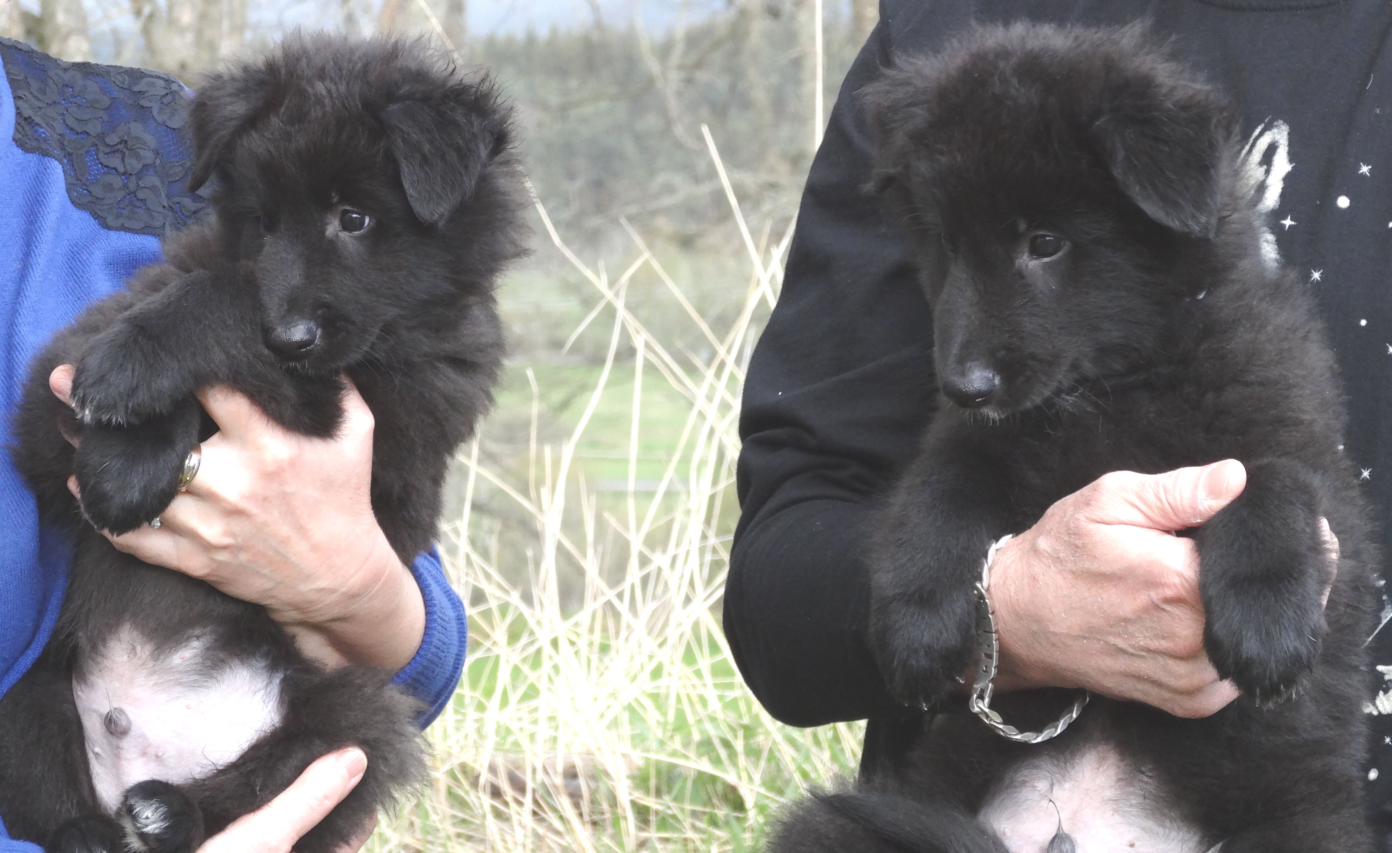 Chiots disponibles