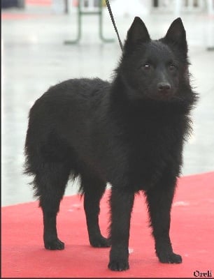 des perles noires - Paris Dog Show