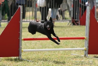 des perles noires - AGILITY