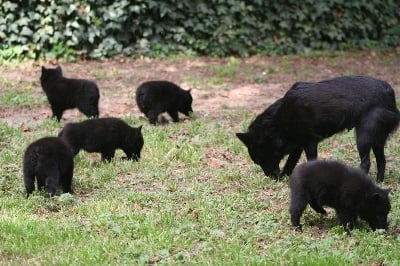 des perles noires - NAISSANCE 