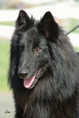 des perles noires - Paris Dog Show