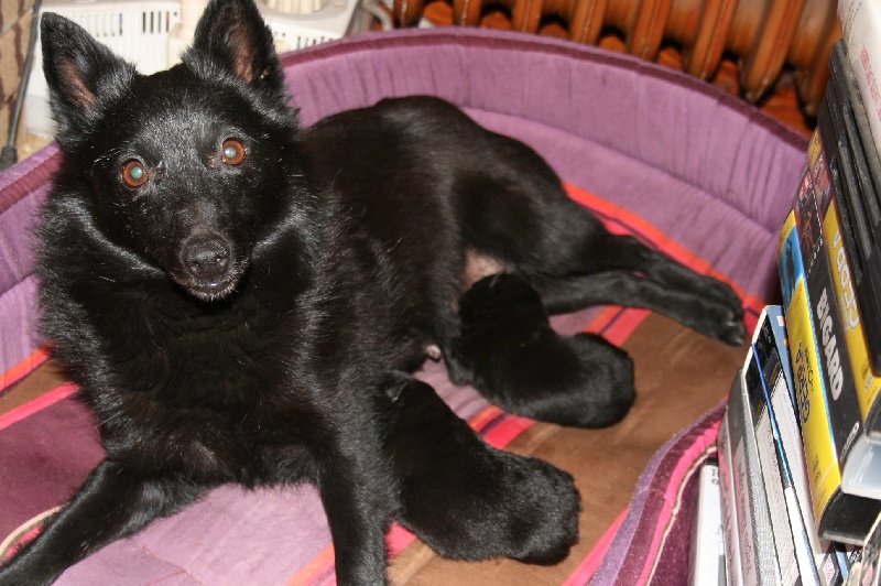 des perles noires - Schipperke - Portée née le 14/05/2010