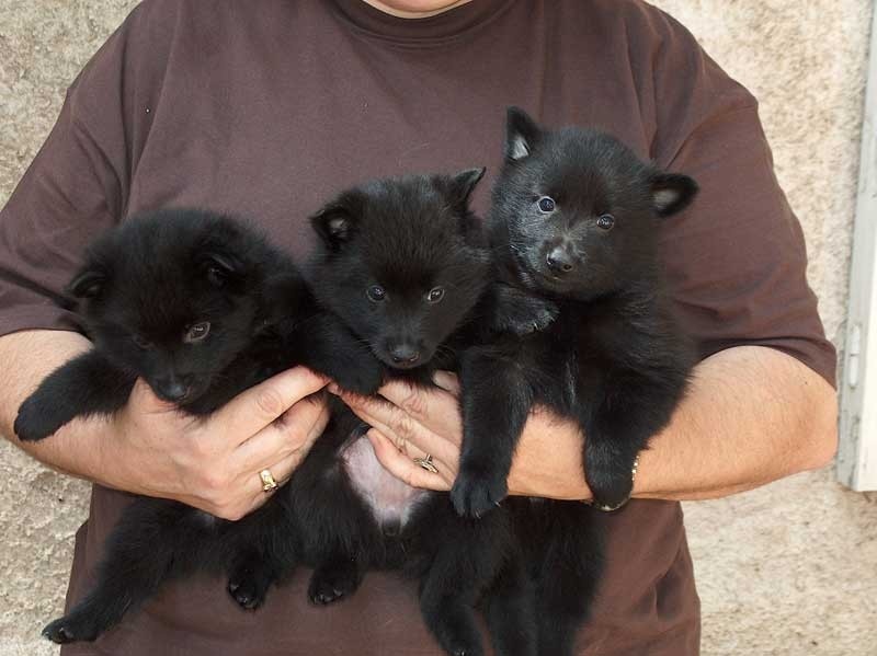 des perles noires - Schipperke - Portée née le 14/06/2009