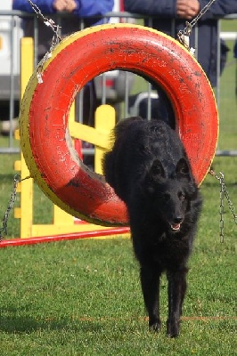 Du Grand Champ D' Aubertans - Concours Agility de Messigny....