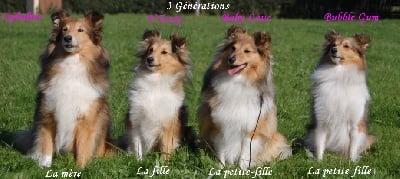 Du Grand Champ D' Aubertans - Concours Agility de Dambenois....