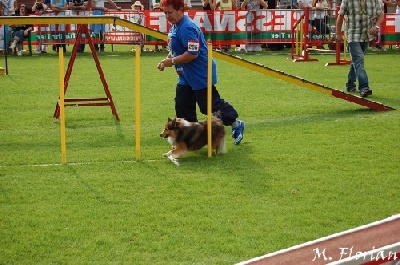 Du Grand Champ D' Aubertans - Luxembourg Open d'Agility.....