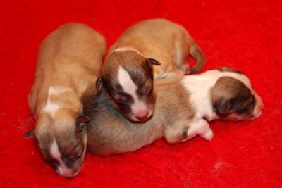 Du Grand Champ D' Aubertans - Les bébés sont arrivés....