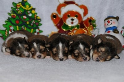 Du Grand Champ D' Aubertans - Nouvelles photos des bébés...