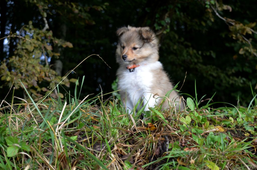 Du Grand Champ D' Aubertans - Chiot femelle DISPONIBLE