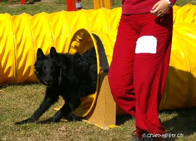 Du Grand Champ D' Aubertans - Concours de Girlenhirsch ..........