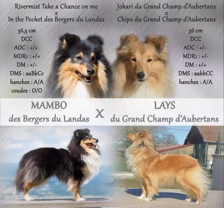 Du Grand Champ D' Aubertans - Chiots fauve disponibles