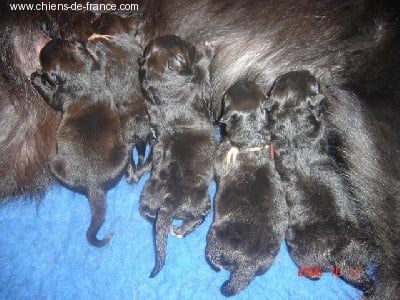 Du Grand Champ D' Aubertans - Les bébés Groenendael sont là.......