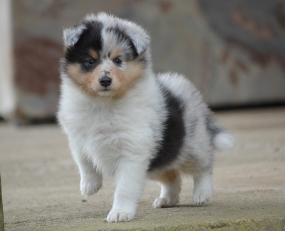 Du Grand Champ D' Aubertans - Nouvelles photos des bébés...