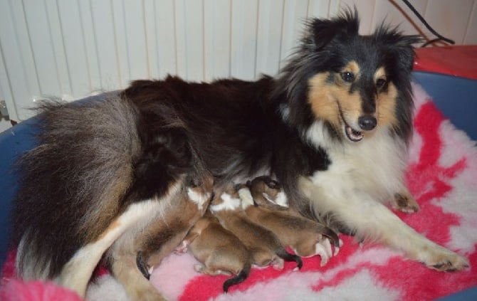 Du Grand Champ D' Aubertans - Les bébés sont nés ....