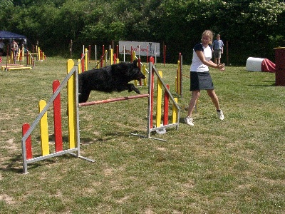 Du Grand Champ D' Aubertans - Concours Agility de Lutterbach...