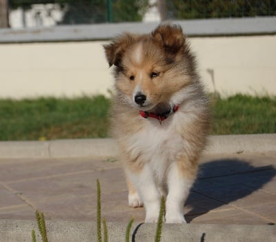 Du Grand Champ D' Aubertans - Chiot disponible..