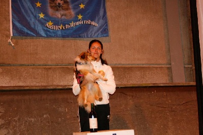 Du Grand Champ D' Aubertans - International Sheltie Agility...