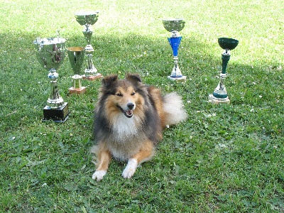 Du Grand Champ D' Aubertans - Concours agility semi-nocturne de Haguenau...