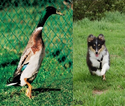 Du Grand Champ D' Aubertans - Lili et les canards....