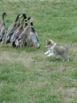 Du Grand Champ D' Aubertans - Destiny aux canards....