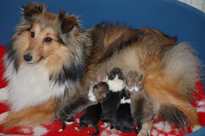 Du Grand Champ D' Aubertans - Les bébés de Tess et Démon...