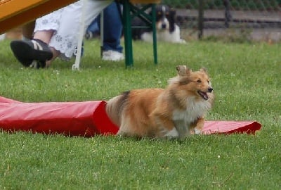 Du Grand Champ D' Aubertans - Agility Aulla....