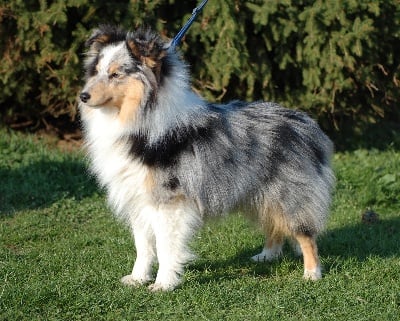 Du Grand Champ D' Aubertans - Fête du Chien à Besançon...