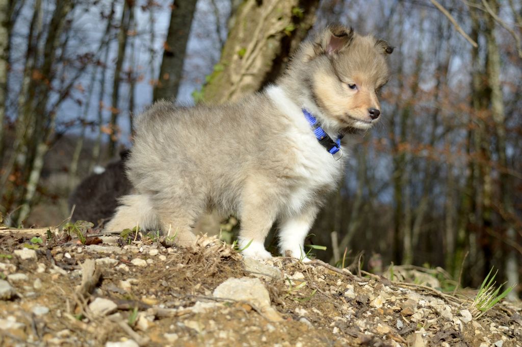 Du Grand Champ D' Aubertans - Chiots disponibles