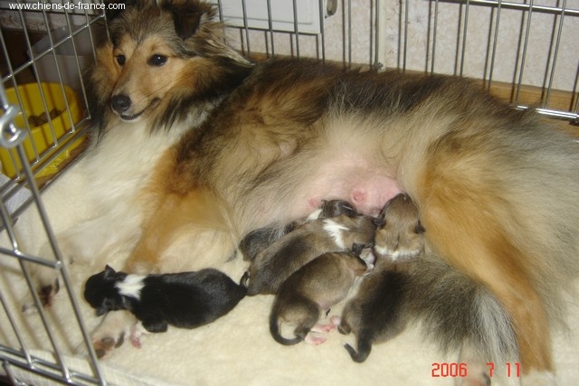 Du Grand Champ D' Aubertans - photo des bébés et de la maman