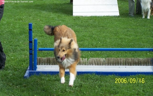 Du Grand Champ D' Aubertans - Initiation Agility pour Billy.....