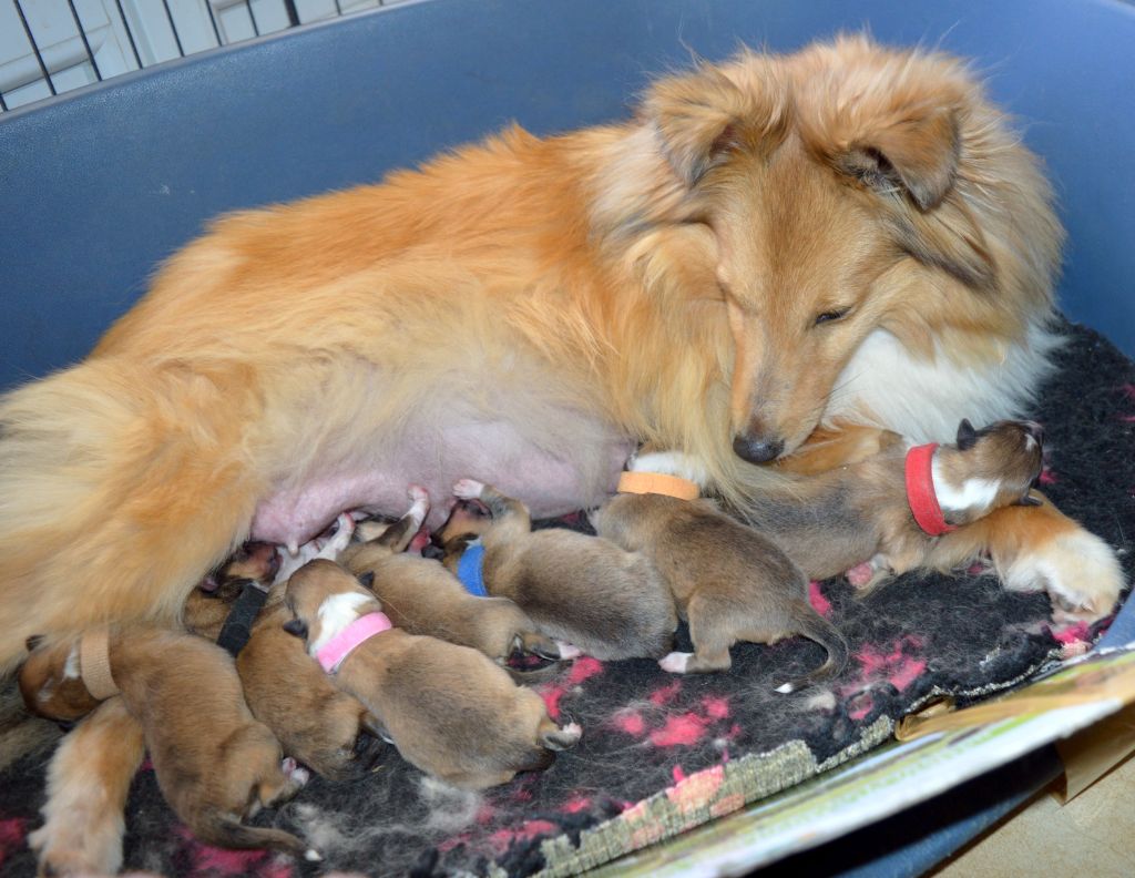 Chiot Shetland Sheepdog Du Grand Champ D' Aubertans