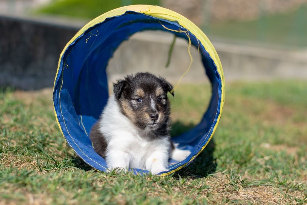 Du Grand Champ D' Aubertans - Shetland Sheepdog - Portée née le 12/08/2018