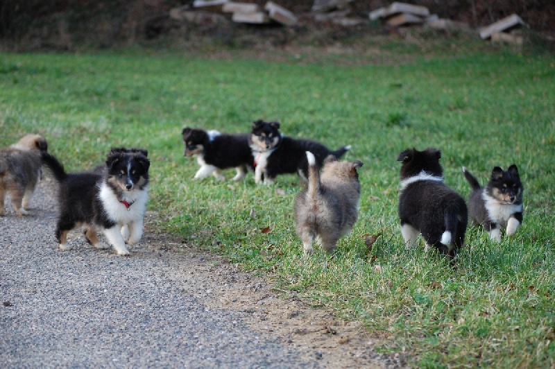 Du Grand Champ D' Aubertans - Shetland Sheepdog - Portée née le 13/11/2013