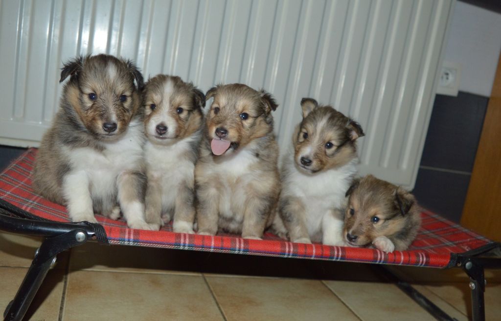 Du Grand Champ D' Aubertans - Shetland Sheepdog - Portée née le 11/01/2018