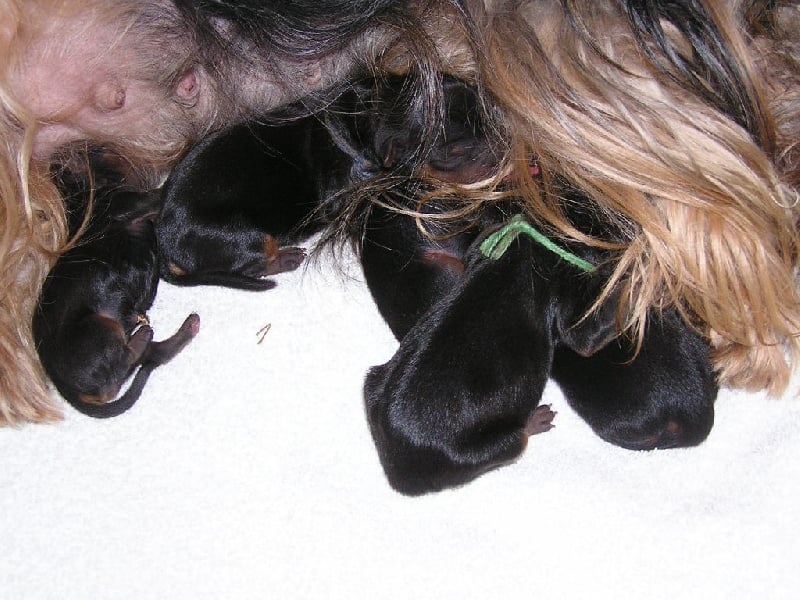 Chiot Yorkshire Terrier of lady ophélie