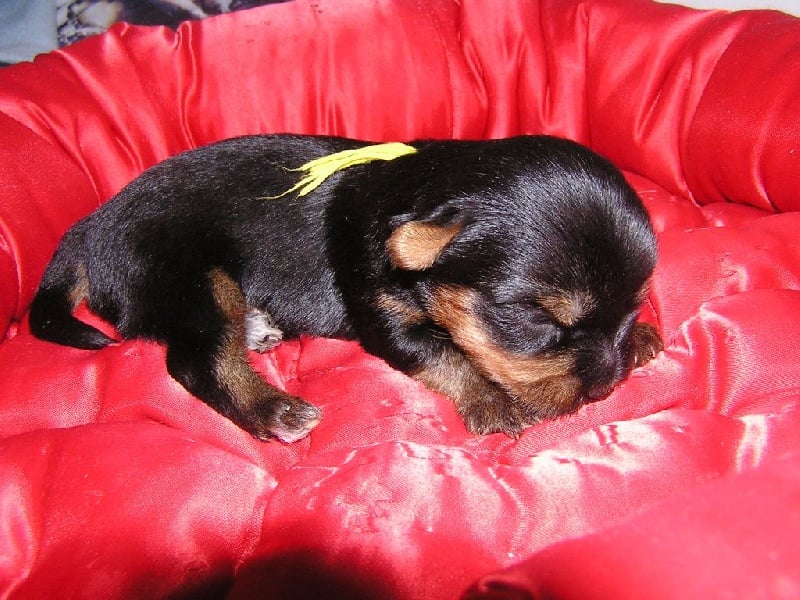 of lady ophélie - Chiots disponibles - Yorkshire Terrier