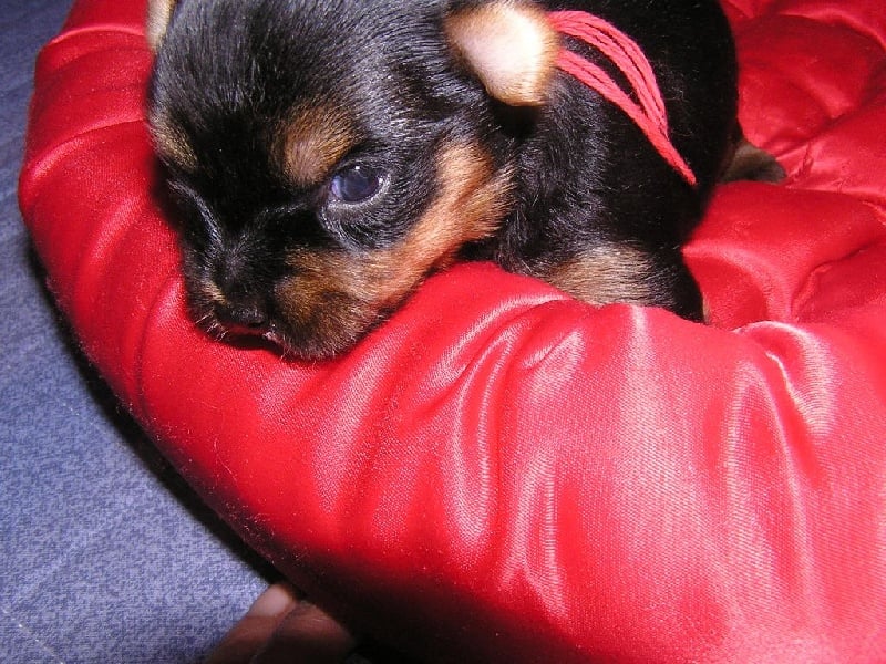 of lady ophélie - Chiots disponibles - Yorkshire Terrier