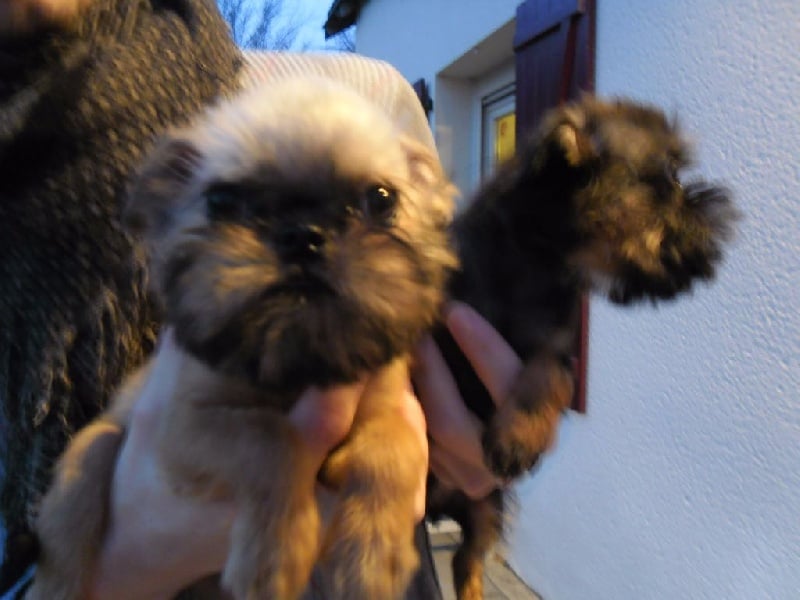 Torphan's Valley - Chiots disponibles - Griffon bruxellois