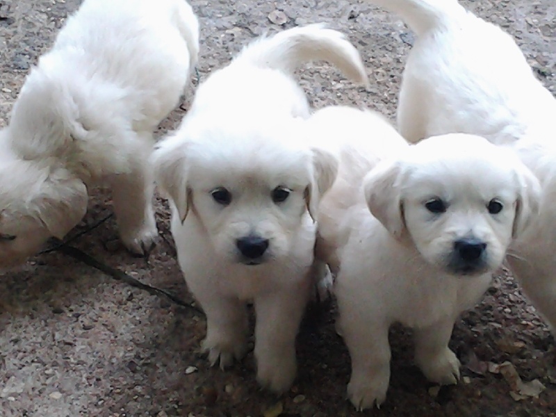 des étangs de razan - Golden Retriever - Portée née le 29/07/2013