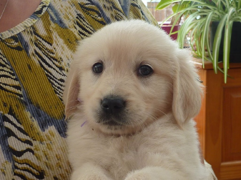 des étangs de razan - Golden Retriever - Portée née le 10/07/2014