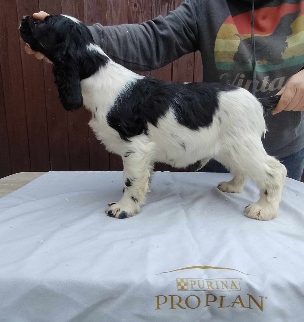 Weeping Willows - Chiots disponibles - Cocker Spaniel Anglais