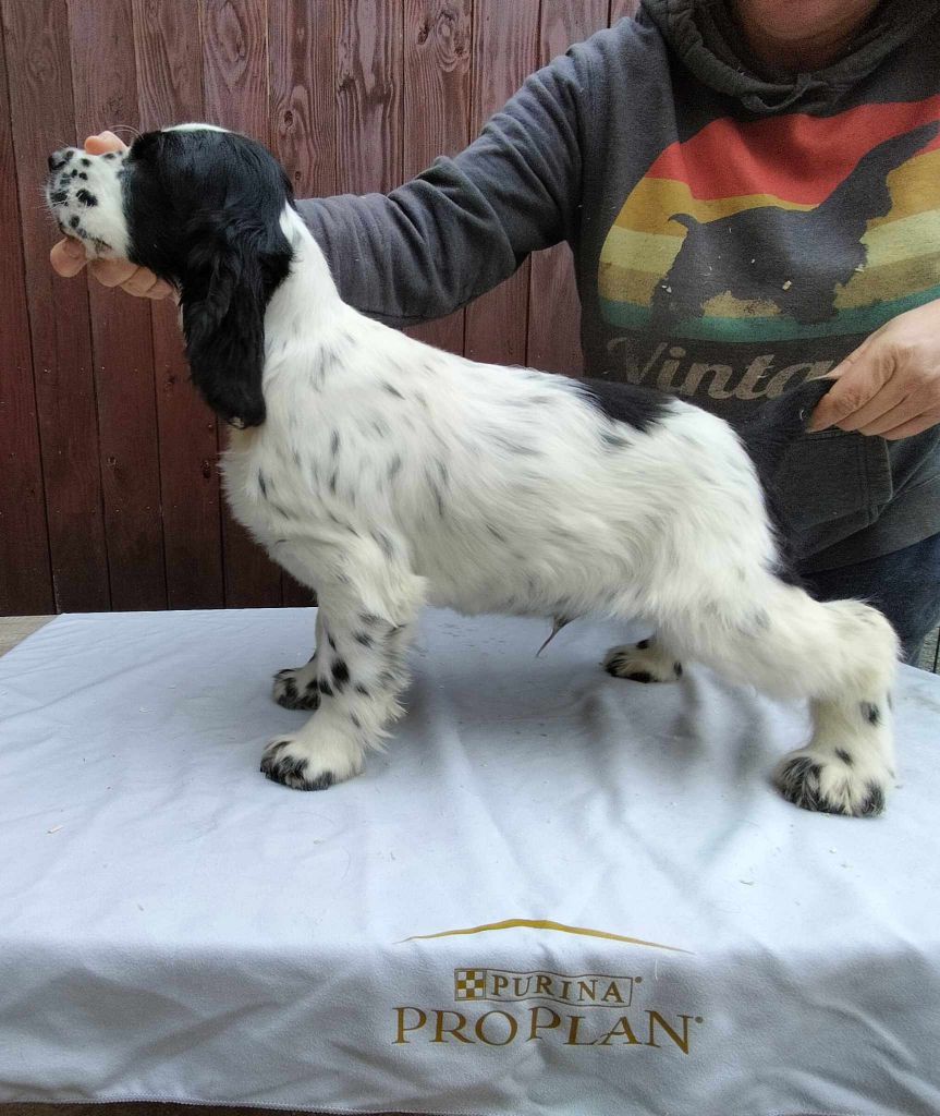 Weeping Willows - Chiots disponibles - Cocker Spaniel Anglais