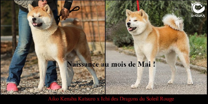 Of Shouka - Naissance de chiot Akita prévue pour le mois de Mai ! 